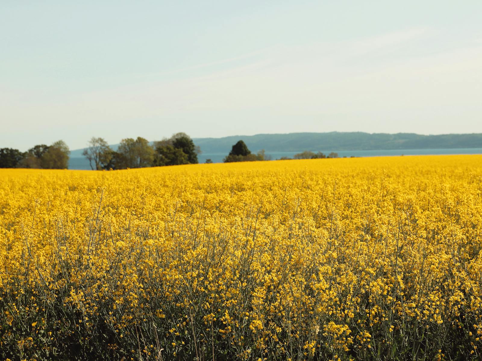 Rapsfält i Skåne i full blom under klar himmel